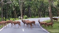 Coimbatore - Ooty - Kodaikanal - Coimbatore