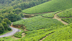 Coimbatore - Munnar - Thekkady - Kumarakom - Cochin - Coimbatore